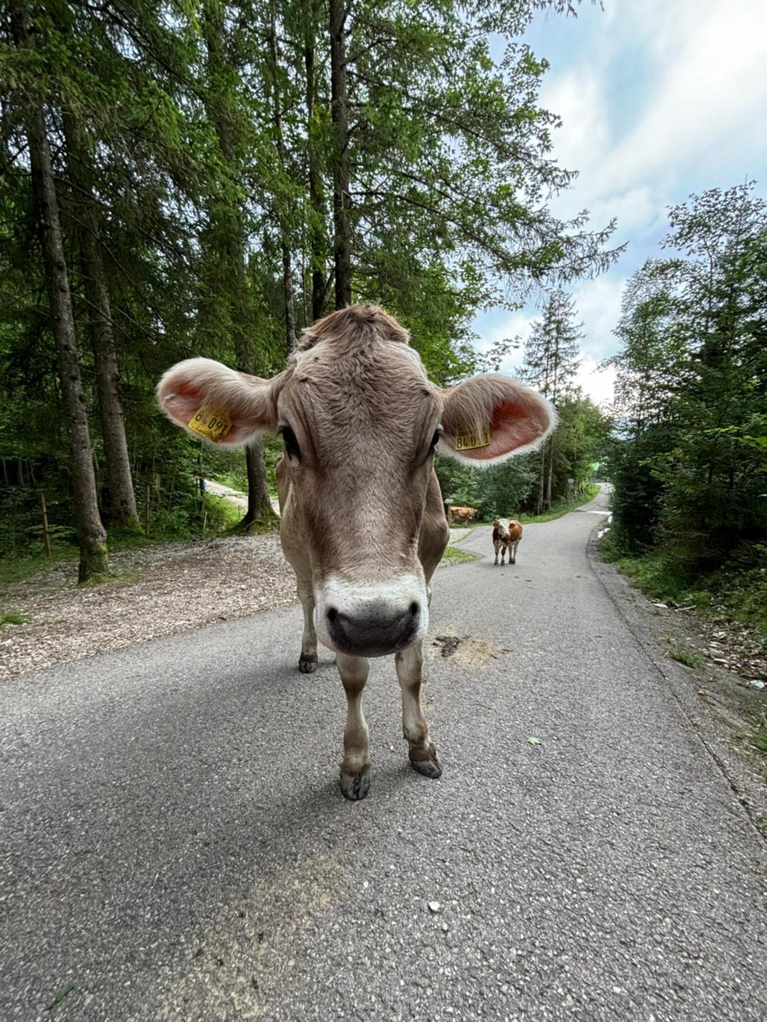 Pension Elisa Lechbruck Luaran gambar